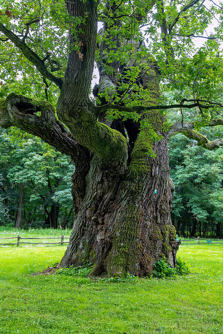 old Rus, Czeck and Lech oaks in the castle park of Rogalin Castle (Palais Rogalin; Palac Rogalin, Pałac w Rogalinie) near Poznan in the Wielkopolska Voivodeship of Poland