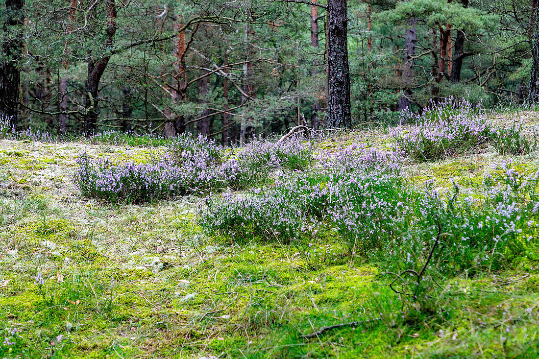 Heather blossom in the Słowiński Park Narodowy in the Pomorskie Voivodeship of Poland