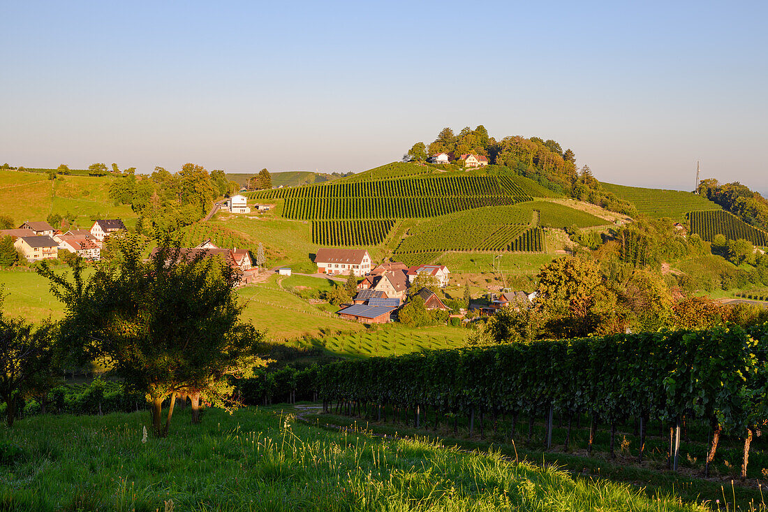 Weinbege im Rechntal, Oberkirch, Renchtal, Baden-Württemberg, Deutschland