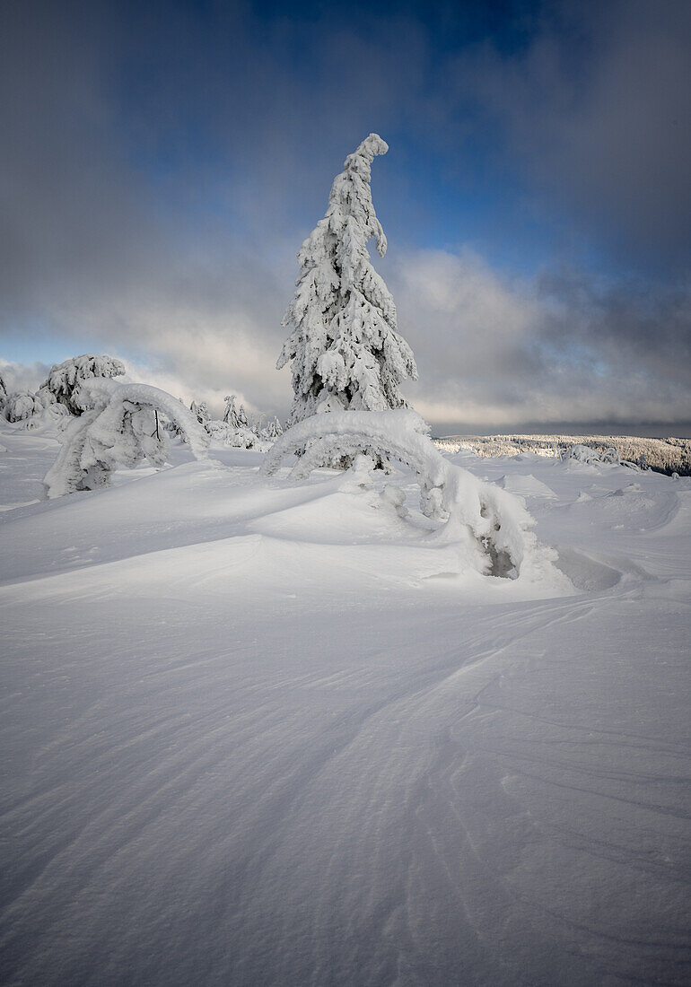 Einsamer Baum, Schwarzwald, Baden-Württemberg, Deutschland