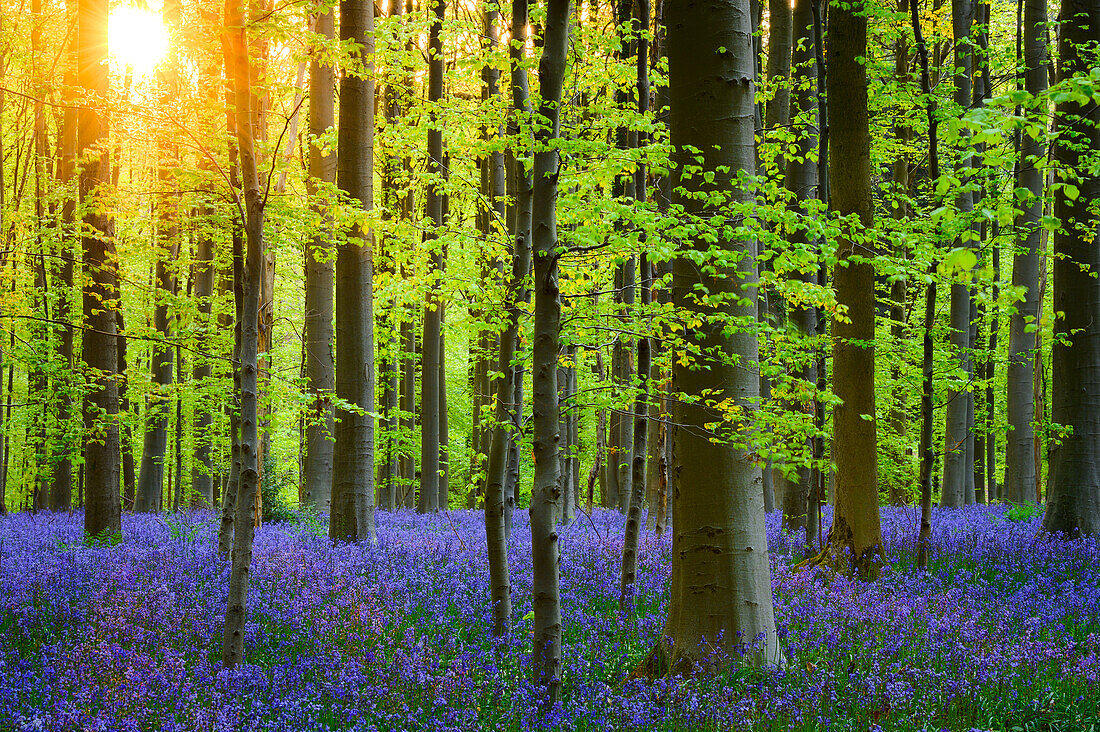 Sunrise in Hallerbos Forest, Belgium