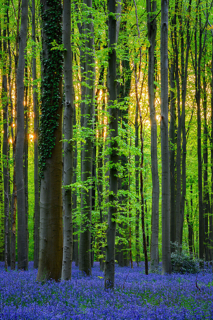 Dämmerung in Hallerbos, Belgien