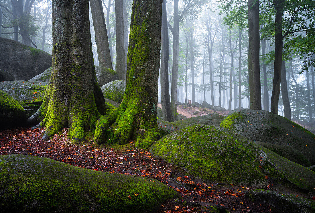 Sommernebel am Felsenmeer, Lautertal, Odenwald, Hessen, Deutschland