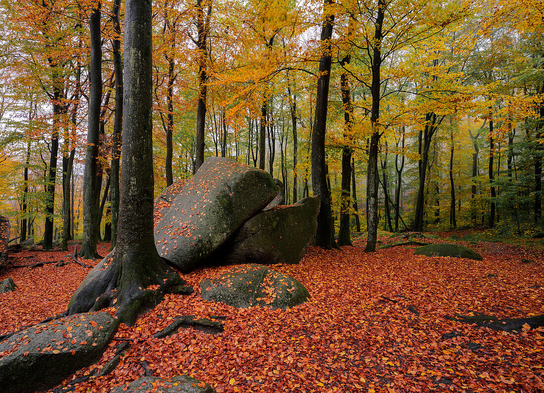 Herbstlicher Nebelwald am Felsenmeer, Lautertal, Odenwald, Hessen, Deutschland