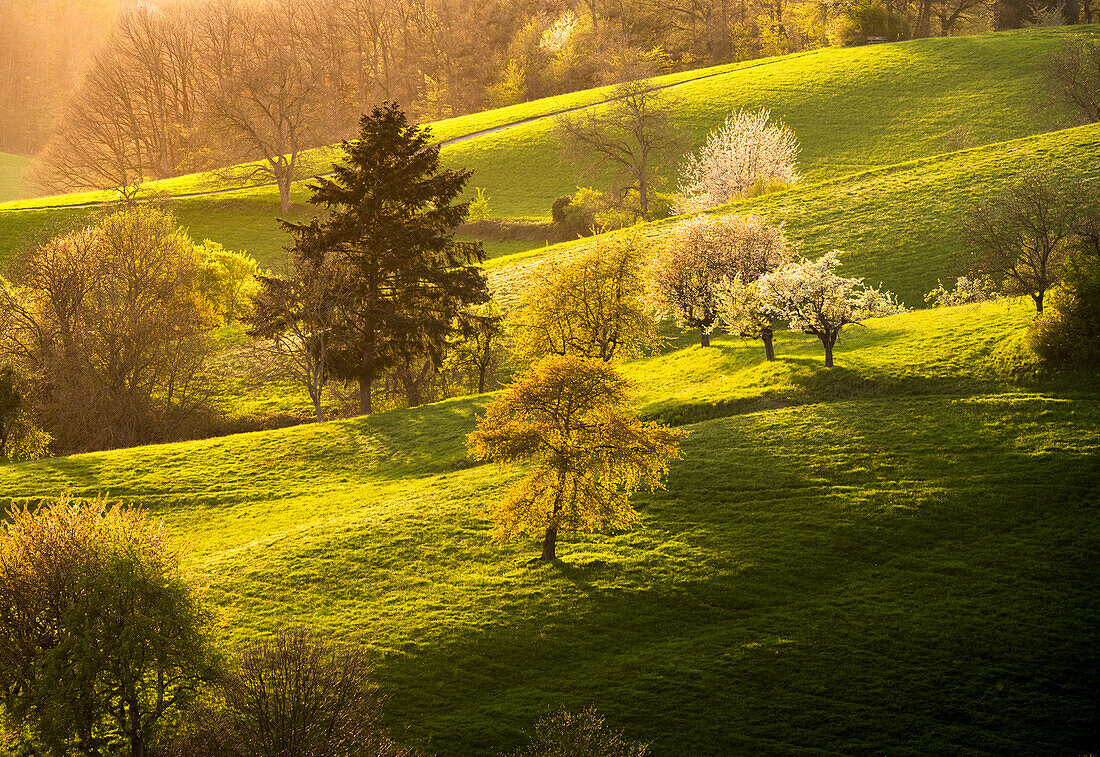 Frühling im Odenwald, Odenwald, Hessen, Deutschland