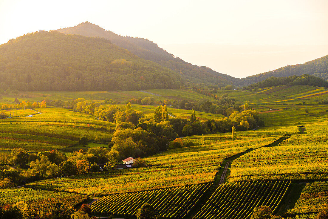 Golden hour on the Kleine Kalmit, Palatinate Forest, Rhineland-Palatinate, Germany