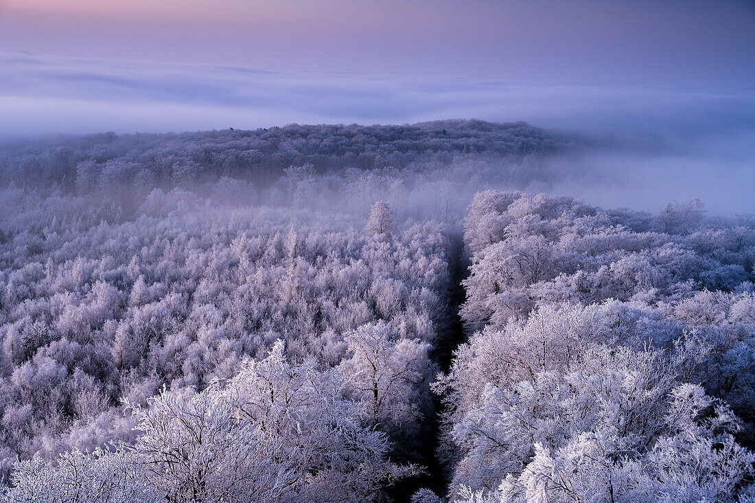 Hoarfrost at dusk, Luitpold Tower, Palatinate Forest, Rhineland-Palatinate, Germany