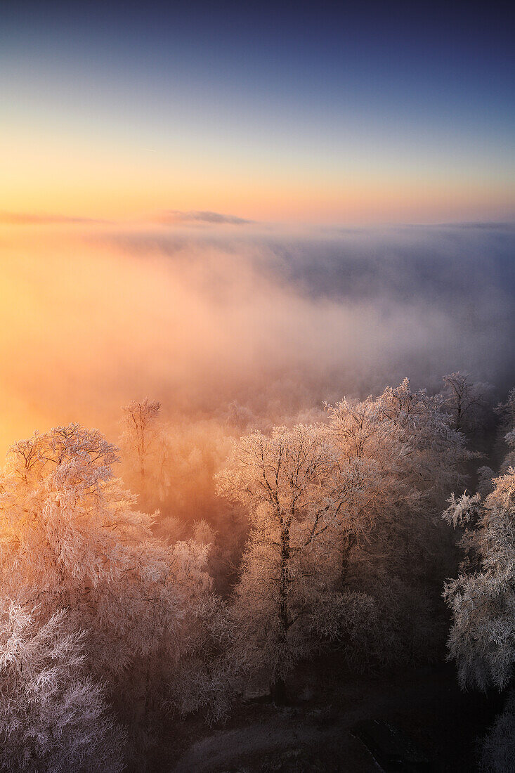 Golden fog with hoarfrost at the Luitpold Tower, Palatinate Forest, Rhineland-Palatinate, Germany