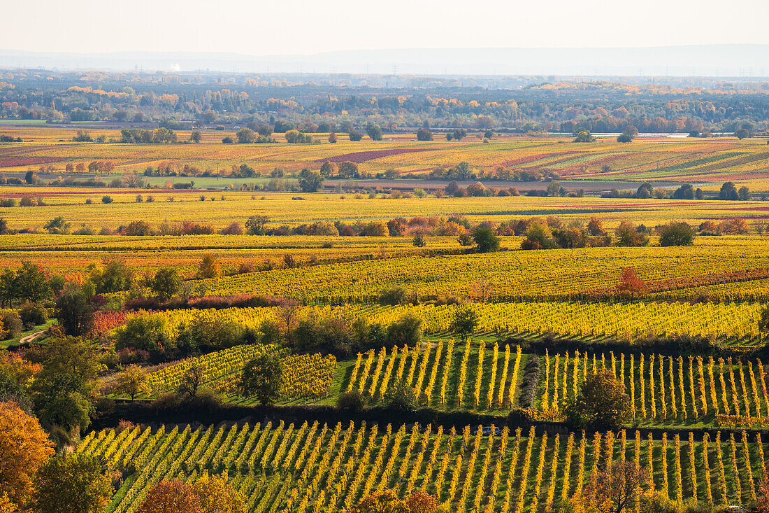 Vineyards in autumn, Palatinate Forest, Rhineland-Palatinate, Germany
