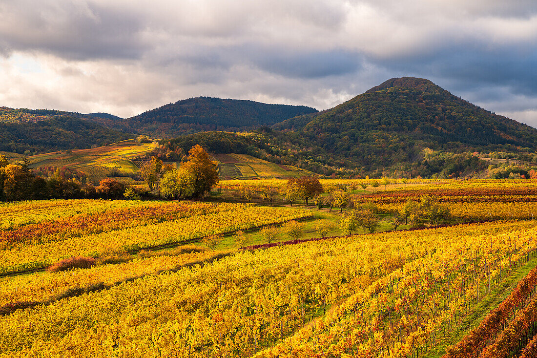 Autumn colors between the vineyards near Albersweiler, Palatinate Forest, Rhineland-Palatinate, Germany
