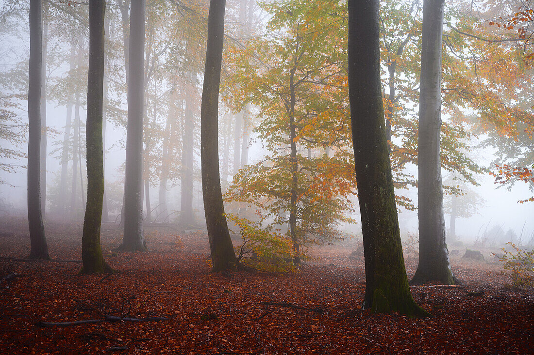 Herbstlicher Nebelwald, Pfälzerwald, Rheinland-Pfalz, Deutschland