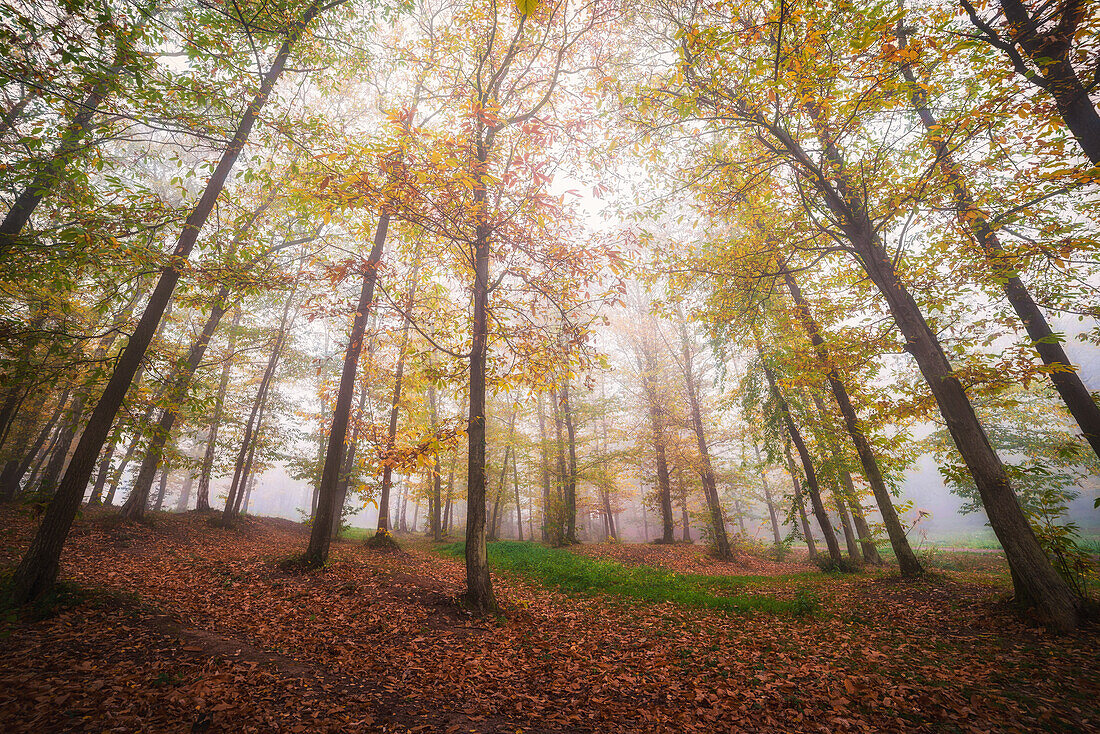 Cloud forest near Edenkoben, Palatinate Forest, Rhineland-Palatinate, Germany