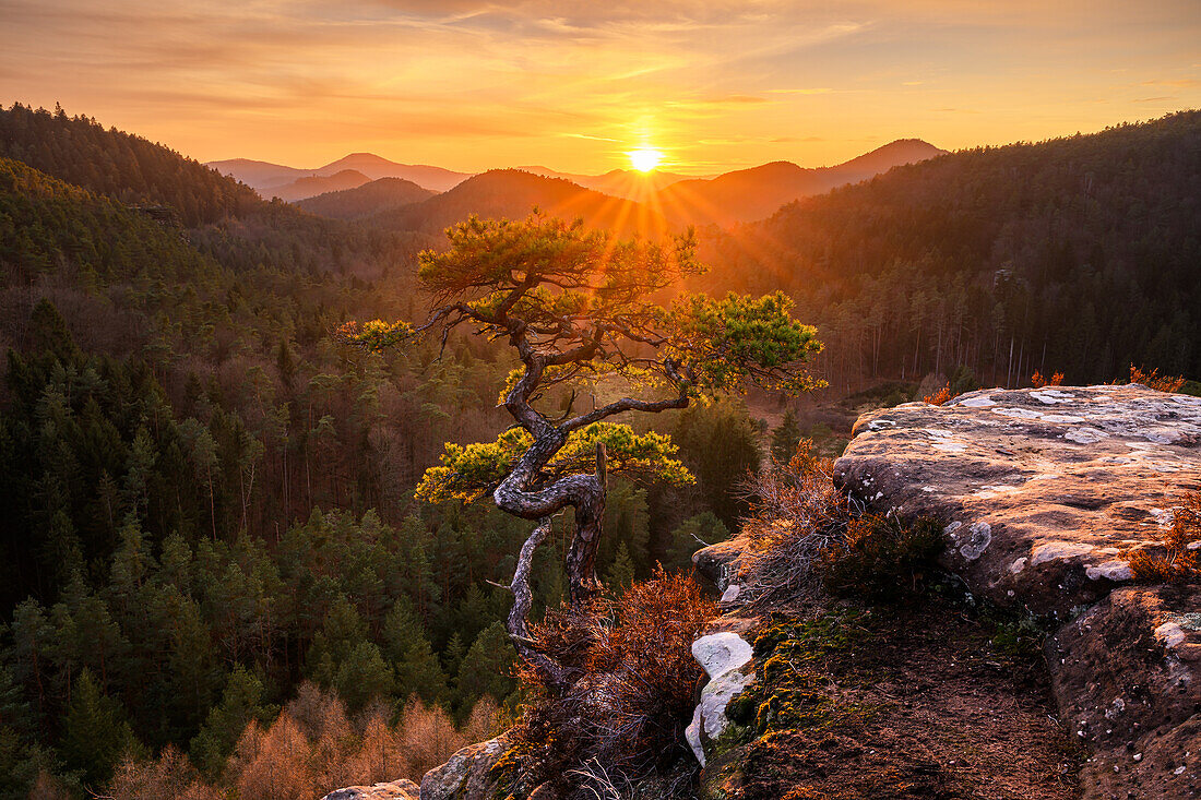 Einsame Wetterkiefer am Felsen, Pfälzerwald, Rheinland-Pfalz, Deutschland