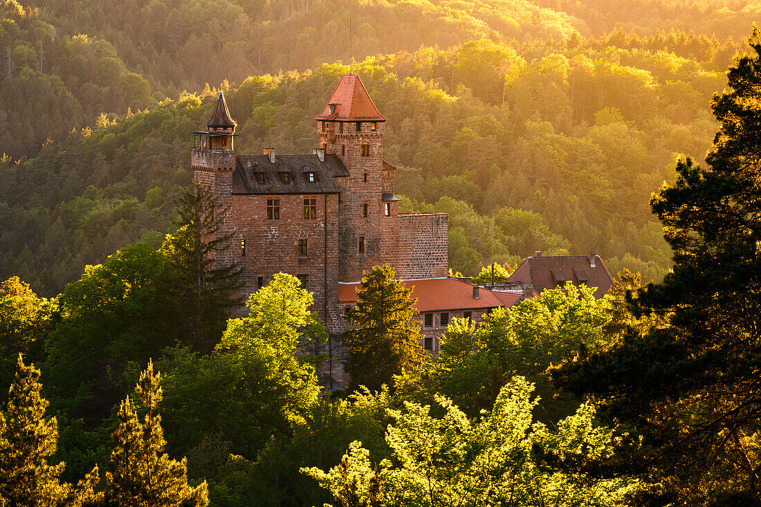 Burg Berwartstein im Abendlicht, Erlenbach, Pfälzerwald, Rheinland-Pfalz, Deutschland