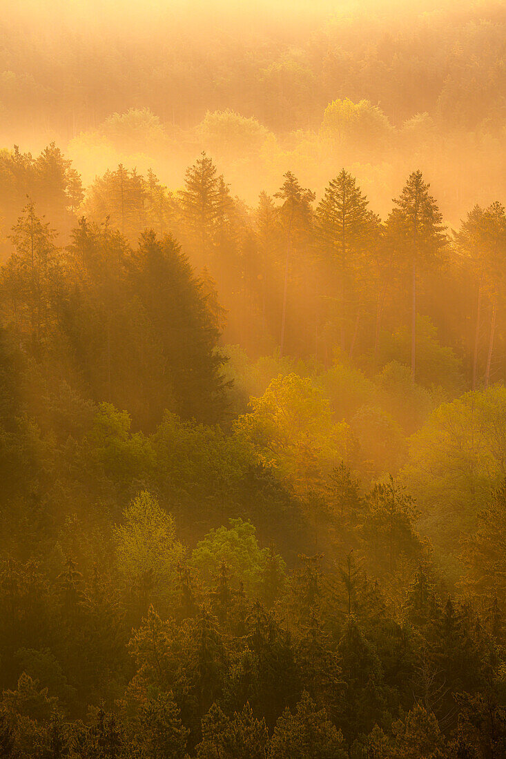 Fog rays in the Palatinate Forest, Dahn, Rhineland-Palatinate, Germany
