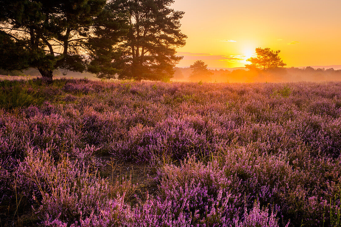 Mehlinger Heide bei Sonnenaufgang, Pfälzerwald, Rheinland-Pfalz, Deutschland