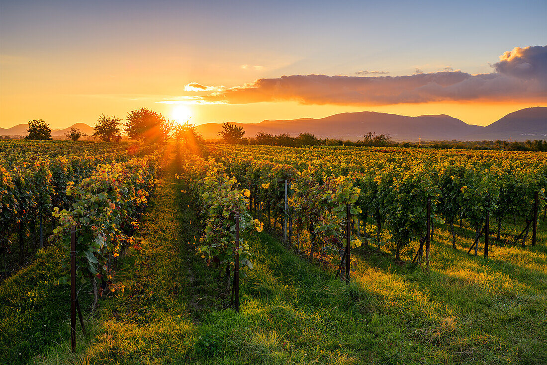 Weinberge bei Sonnenuntergang, Essingen, Pfälzerwald, Rheinland-Pfalz, Deutschland