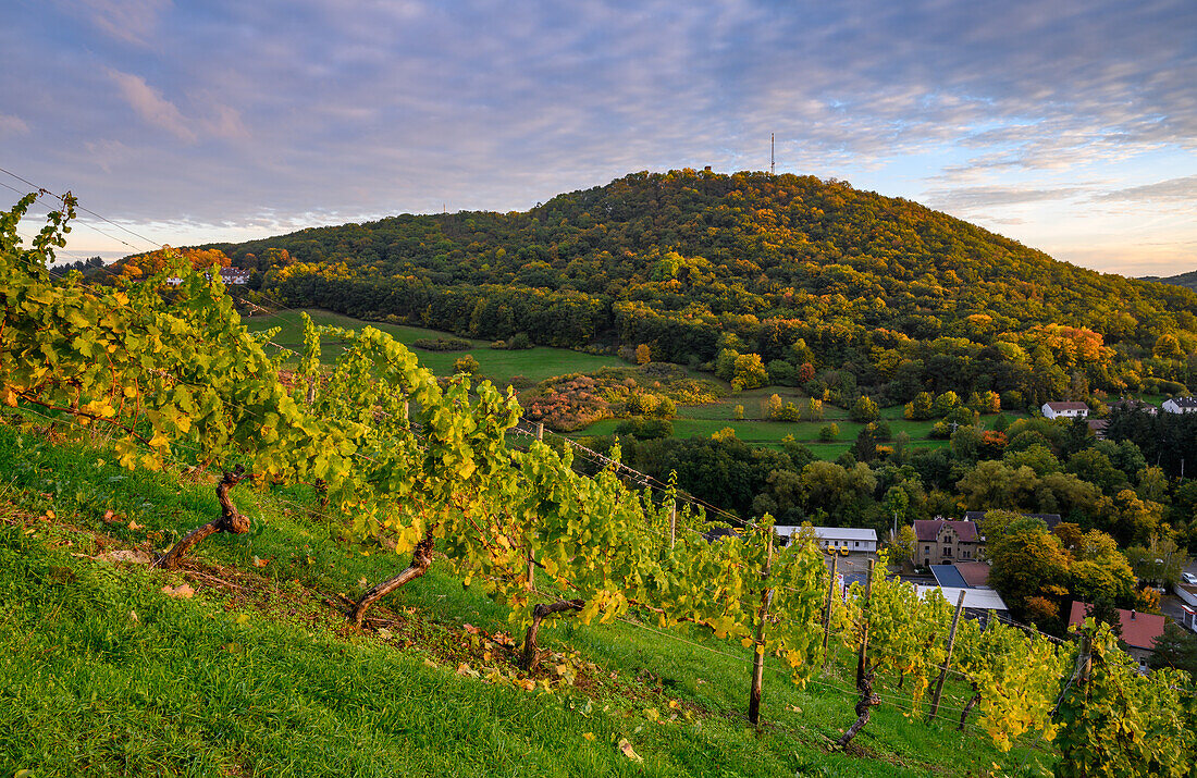 Sunset with vineyards near Obermoschel, Rhineland-Palatinate, Germany