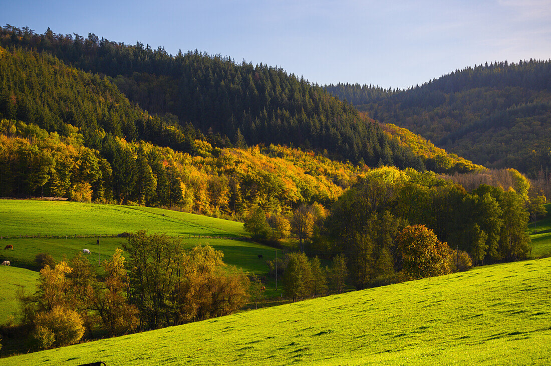 Wald und Wiesen im Marienthal, Donnersberger Land, Rheinland-Pfalz, Deutschland