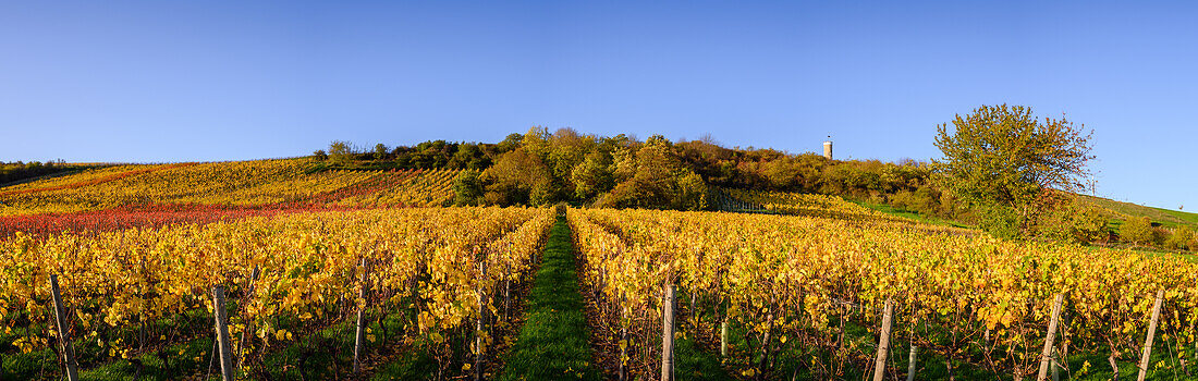 Autumnal vineyards at the waiting tower, Albisheim, Rhineland-Palatinate, Germany