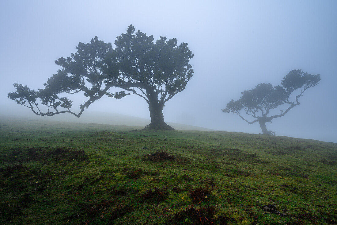 Nebel im Fanalwald, Madeira, Portugal