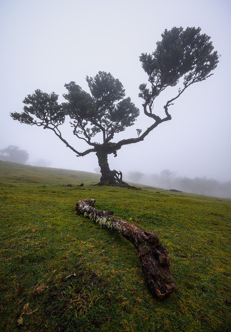 Fog in Fanal Forest, Madeira, Portugal