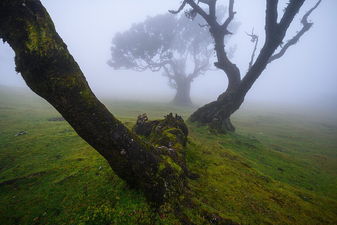 Nebel im Fanalwald, Madeira, Portugal