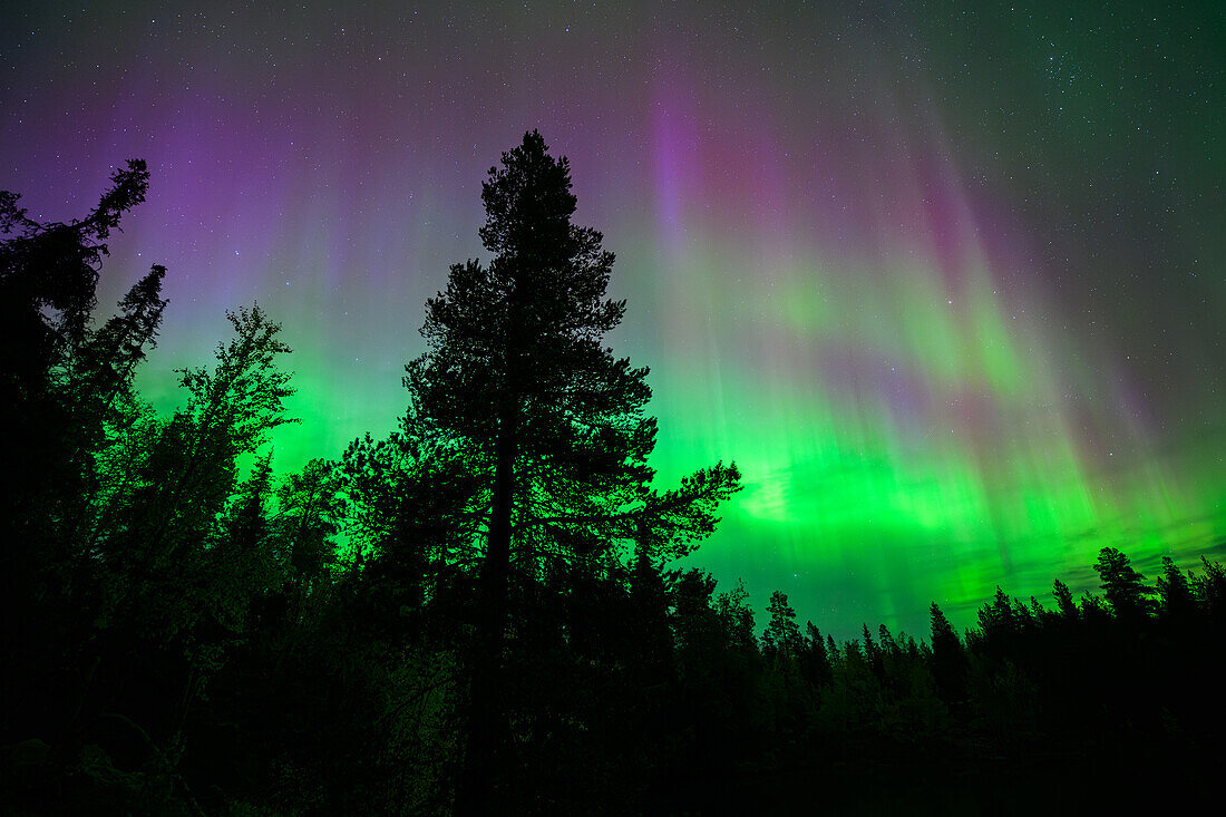 Lila Polarlichter über dem Lappland, Finnland