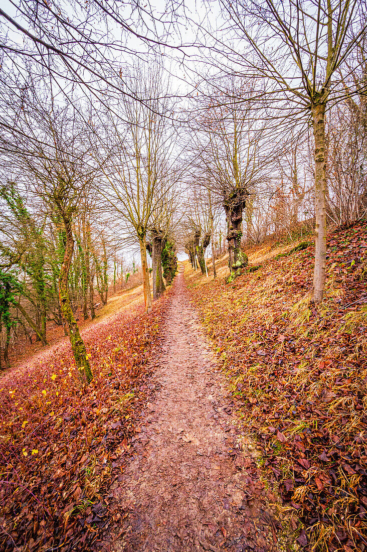 Old linden trees (Tilia) form a linden avenue, Jena, Thuringia, Germany