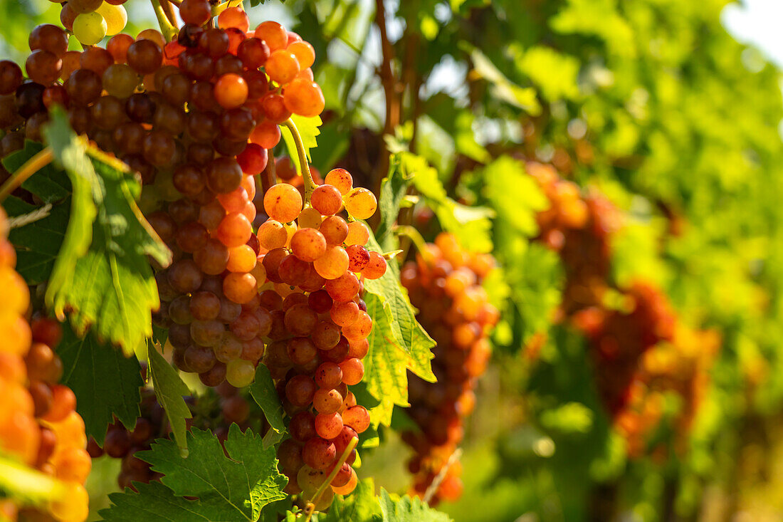 Weintrauben an einem Weinberg in Zellenberg, Elsass, Frankreich  \n