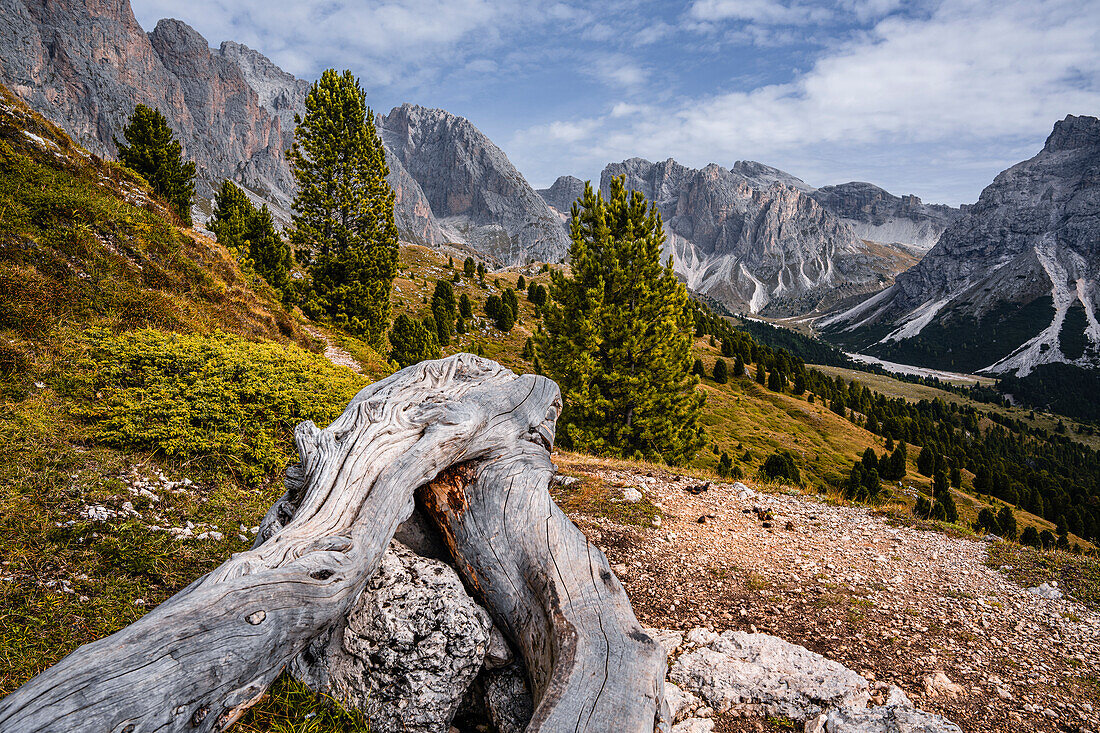 Baumstamm vor felsigen Bergen im Naturpark Puez-Geisler im Herbst, Grödnertal, Bozen, Südtirol, Italien