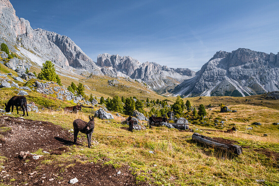Esel- und Ziegenweide im Naturpark Puez-Geisler im Herbst, Grödnertal, Bozen, Südtirol, Italien