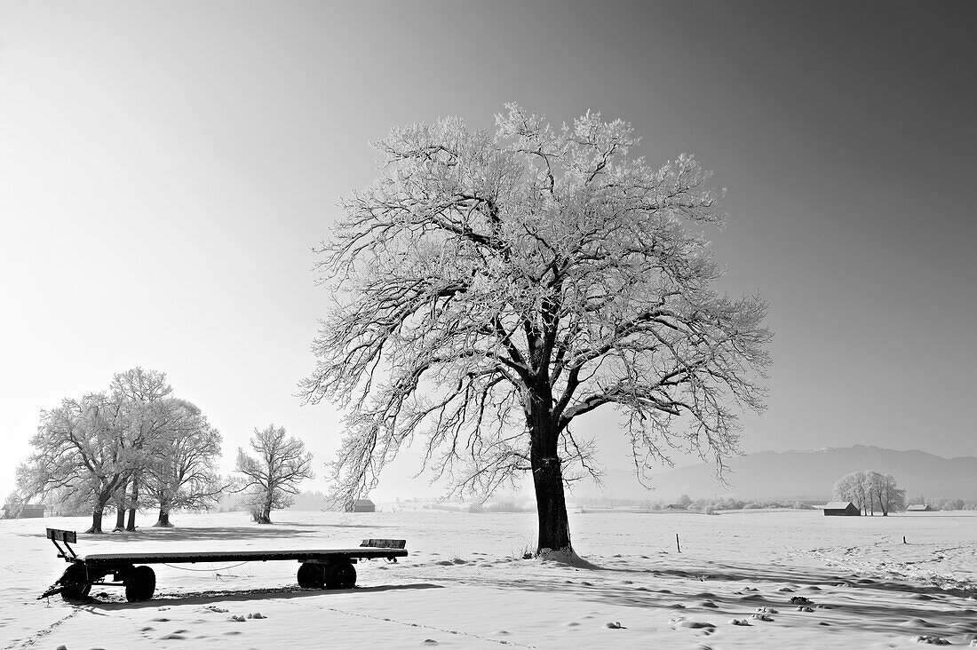 Laubbäume im Winter mit Raureif und verschneitem Ladewagen, Bayerische Alpen im Hintergrund, Oberbayern, Bayern, Deutschland