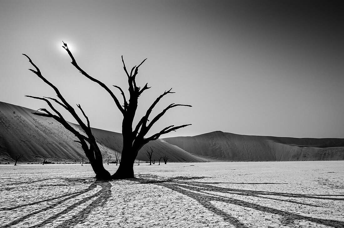 Toter Kameldornbaum wirft Schatten auf Tonpfanne, Sanddünen im Hintergrund, Deadvlei, Namib-Naukluft-Nationalpark, Namibia, Afrika