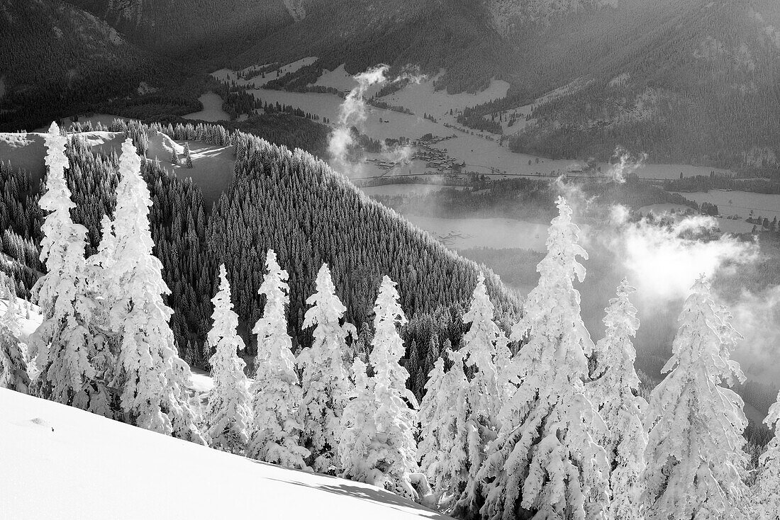 Snow-covered spruce trees with a deep view of the Leitzachtal, Breitenstein, Mangfall Mountains, Bavarian Alps, Upper Bavaria, Bavaria, Germany