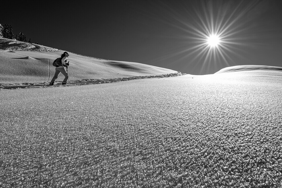 Woman on ski tour ascends through powder snow with hoarfrost, Kitzbühel Alps, Tyrol, Austria