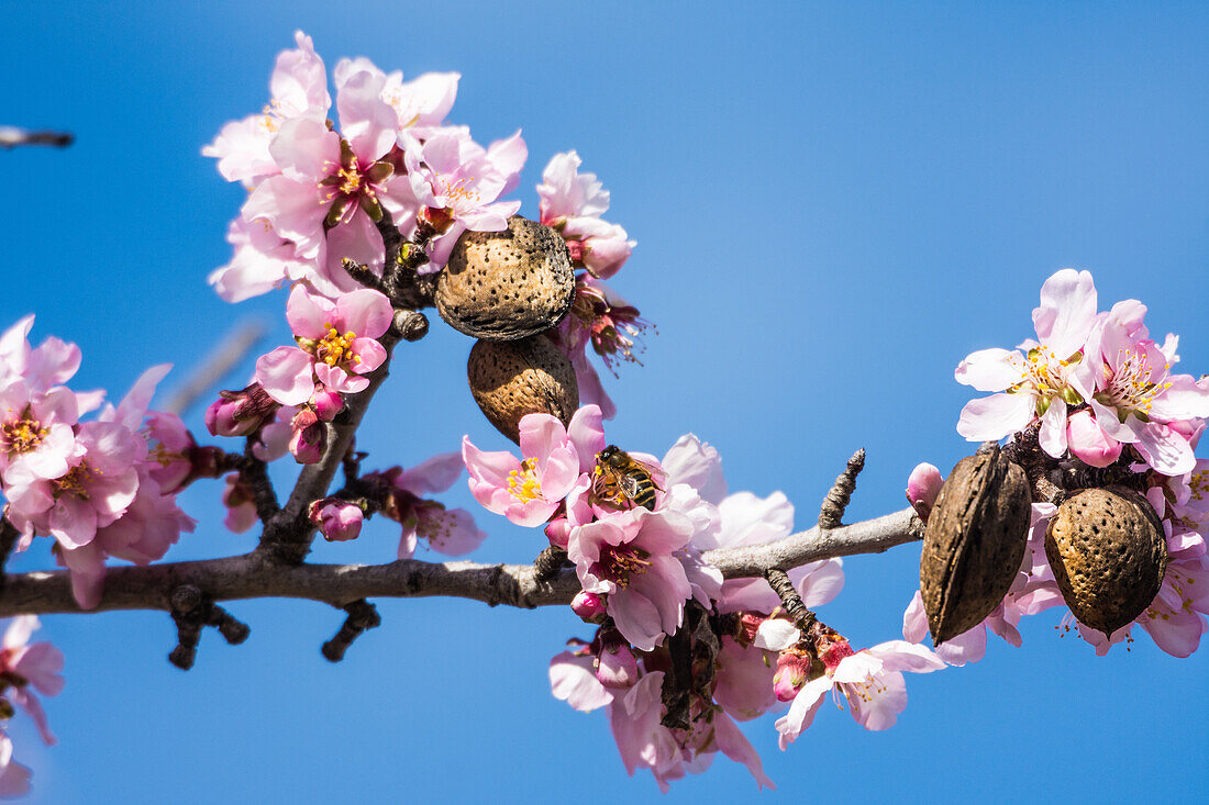 Mandelblüte (Prunus dulcis) mit Biene und Früchten im Vall de Pop im Januar, Hinterland zwischen Denia und Moraira, Costa Blanca, Provinz Alicante, Spanien