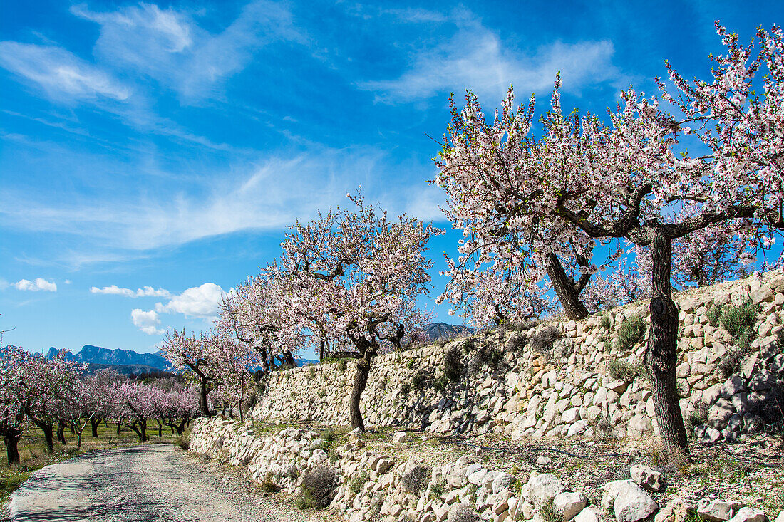 Almond blossom in the Sierra Aixorta, now in January, in the province of Alicante, Spain