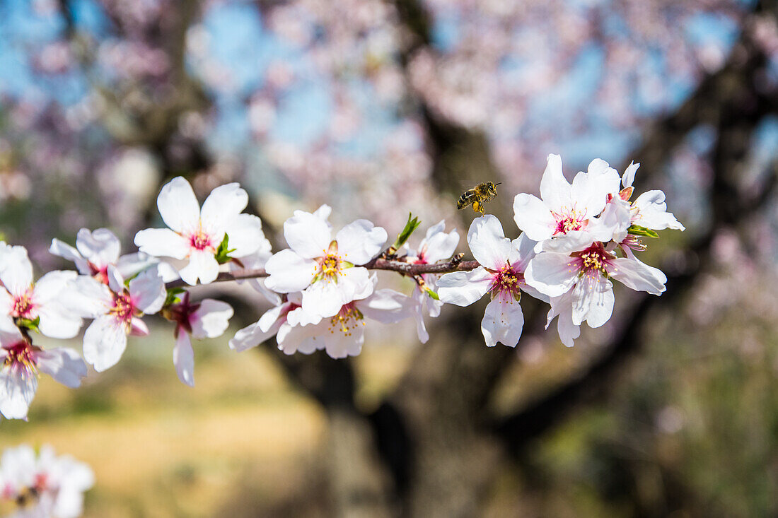Almond blossom branch, with bee, in Val de Pop, in January, on Costa Blanca, Alicante province, Spain