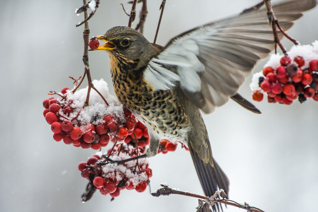 Fieldfare, feeding on berries on a rowan tree in winter, Bavaria Germany