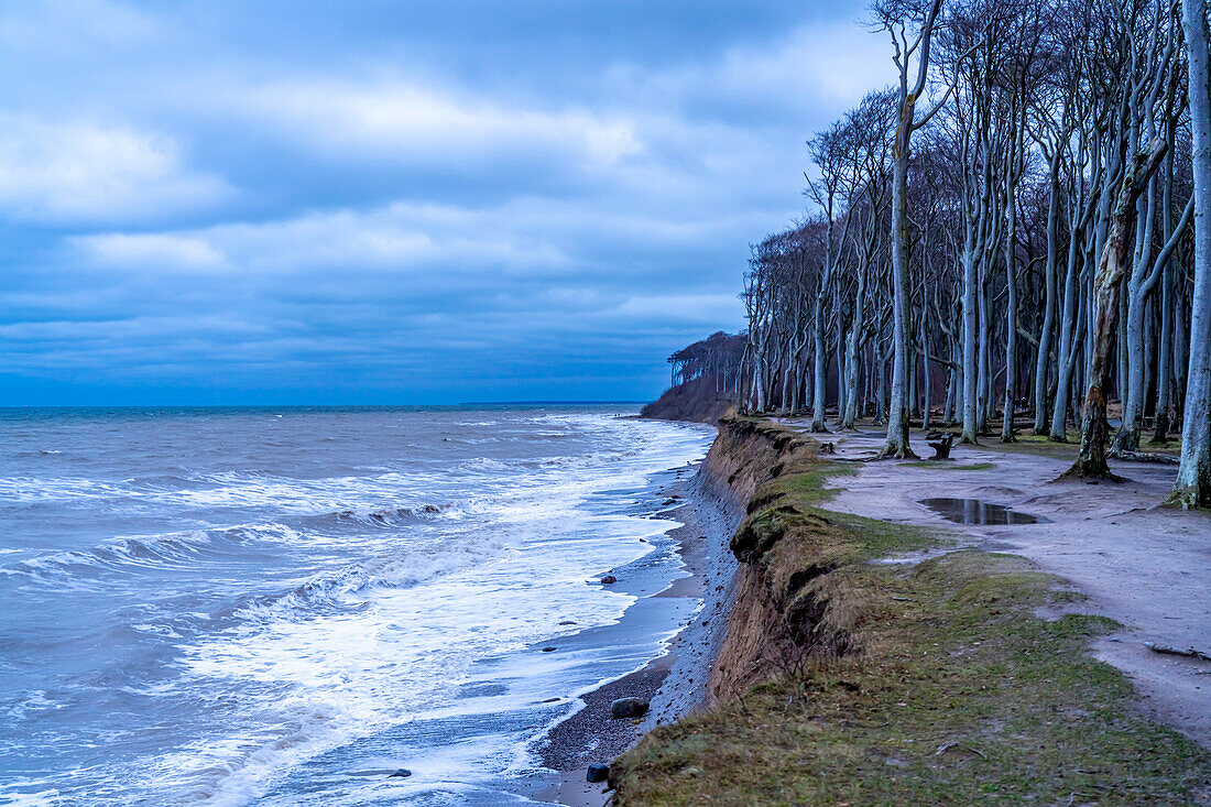  Beach, cliffs and ghost forest in the Baltic Sea resort of Nienhagen, Mecklenburg-Western Pomerania, Germany\n 