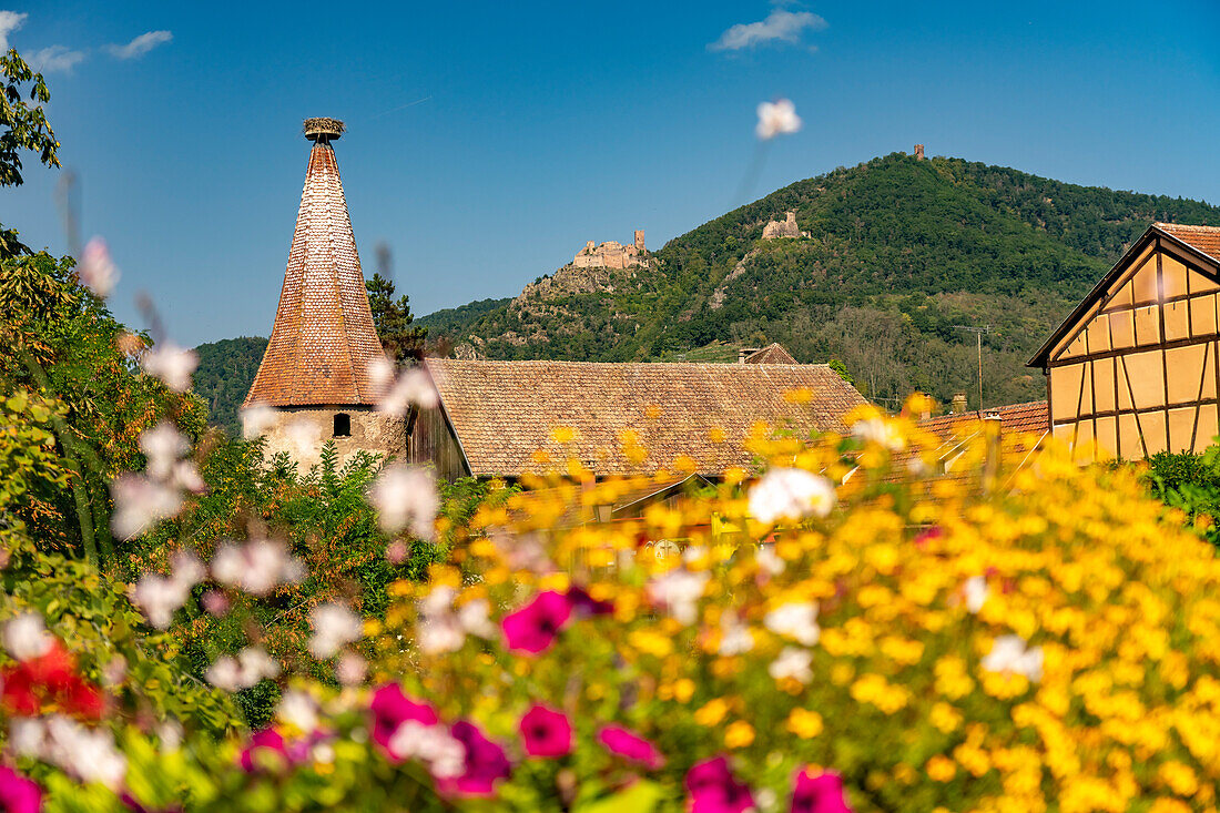  Colorful floral decorations in Ribeauville, Alsace, France   