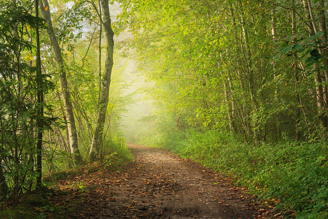 Foggy September morning in the Isar valley near Baierbrunn, Bavaria, Germany