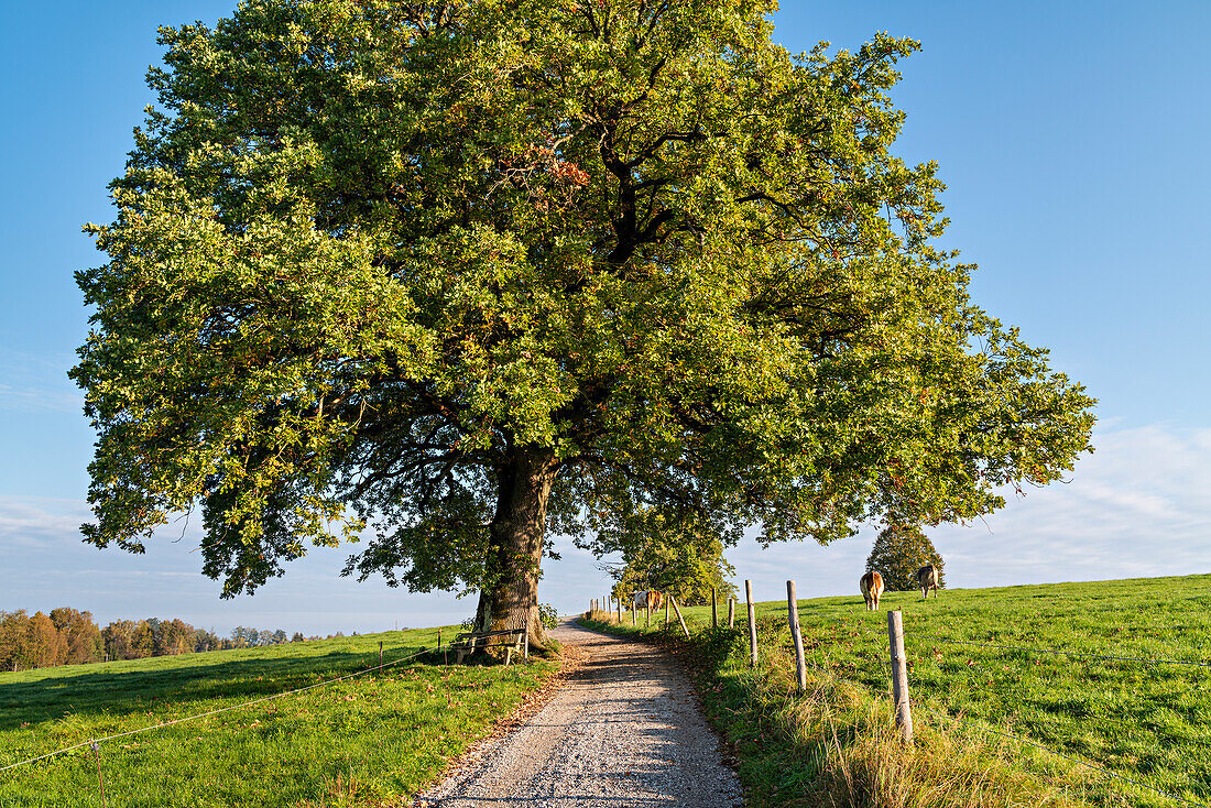 Summer idyll near Uffing am Staffelsee, Bavaria, Germany