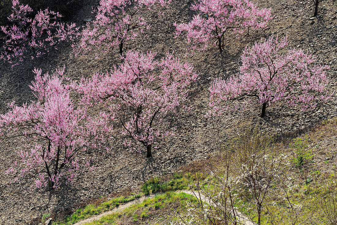Blühende Kirschbäume in den Weinbergen bei Winningen an der Mosel, Rheinland-Pfalz, Deutschland