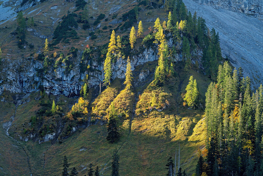 Mountain forest in the Eng in autumn, Großer Ahornboden, Karwendel, Tyrol, Austria