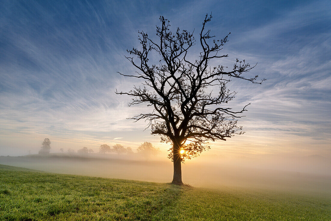 Kahler Baum, Nebelmorgen im Herbst bei Sindelsdorf, Bayern, Deutschland