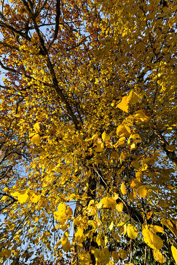 Detail von einem Baum im Herbst, Ammerschlucht an einem sonnigen Herbsttag, Oberbayern, Bayern, Deutschland