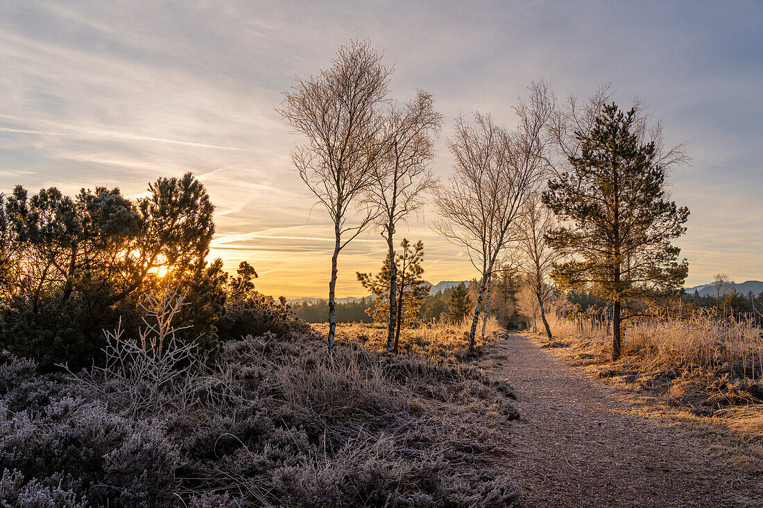 Weg, Wintermorgen im Schönramer Filz, Traunstein, Oberbayern, Bayern, Deutschland, Europa