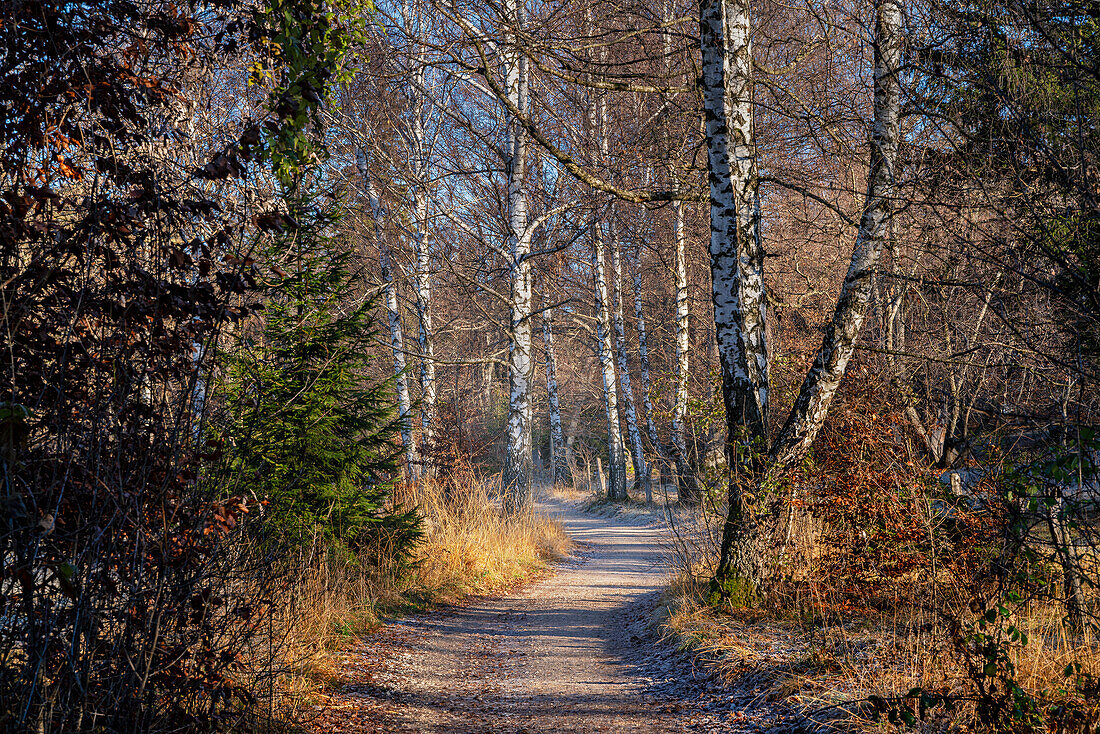 Waldweg, Andechser Höhenweg im November, Andechs, Oberbayern, Bayern, Deutschland